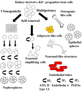 c-Kit+ cells exhibit progenitor/stem cell cardinal properties. c-Kit+ progenitor/stem cells are self-renewing, clonogenic, and multipotent. These cells can be expanded over 100 passages, form nephrospheres when plated at clonal density in non-adherent conditions, and differentiate into mesodermic (adipocytic, osteogenic, epithelial, and endothelial-like cells) and ectodermic (neuronal-like cells) progeny. c-Kit+ progenitor/stem cells started to express angiotensin II type 1a receptor upon endothelial differentiation and released calcium from endoplasmic reticulum via IP3 receptors. They also exhibited distinct responses to endothelin, prostaglandin, and bradykinin when grew in endothelial medium.