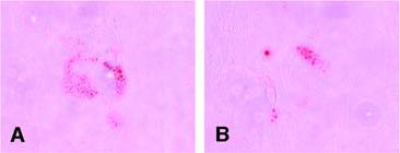 Adipogenic induction, oil red O staining. The equine cells from both cell sources developed very few lipid droplets. No droplets were found in the negative controls. (A): Equine mesenchymal stem cells. (B): equine peripheral blood-derived progenitors. Magnification ×20.