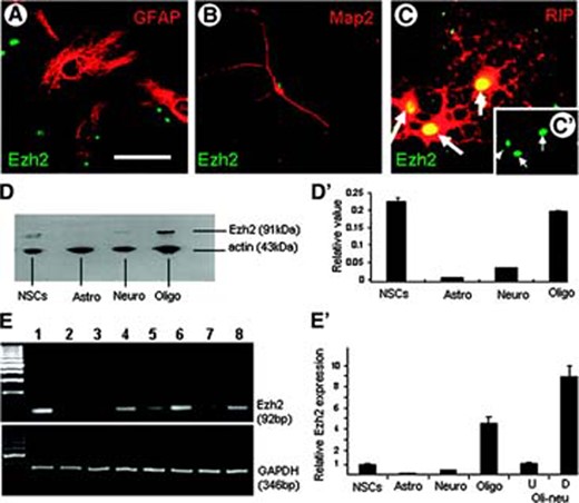 Expression of Ezh2 in mouse embryonic NSCs after differentiation. (A): NSCs differentiating into (GFAP-positive) astrocytes downregulate the expression of Ezh2, whereas (B) those differentiating into (MAP2-positive) neurons show a prominent reduction in Ezh2 expression. (C): However, NSCs differentiated into an oligodendrocyte cell lineage (RIP-positive) maintain about the same level of expression of Ezh2 as undifferentiated NSCs (insert in C′ shows the same cells only stained for Ezh2 [arrows]). (D): Western blot analysis and quantification (D′) on pure populations of primary undifferentiated NSCs, astrocytes, neurons, and (premyelinating) oligodendrocytes confirmed the findings observed in the mixed cell cultures of differentiated NSCs. (E): Reverse transcription (RT)-polymerase chain reaction (PCR) analysis of the expression of Ezh2 in pure suspensions of the following: 1, NSCs; 2, primary astrocytes; 3, neurons; 4, (premyelinating) oligodendrocytes; 5, Oli-neu cell line, undifferentiated, 6, Oli-neu cell line, differentiated, 7, N20.1 cell line, undifferentiated; and 8, N20.1 cell line, differentiated. (E′): Quantitative PCR (qPCR) analysis of the expression of Ezh2 in pure suspensions of primary undifferentiated NSCs, astrocytes, neurons, and (premyelinating) oligodendrocytes and undifferentiated and differentiated Oli-neu cells. Both RT-PCR and qPCR analyses revealed the same pattern for Ezh2 mRNA as demonstrated at the protein level in Western blots. Bar in (A–C): 50 μm. Abbreviations: Astro, astrocytes; D, differentiated; Ezh2, enhancer of zeste homolog 2; GAPDH, glyceraldehyde-3-phosphate dehydrogenase; GFAP, glial fibrillary acidic protein; MAP2, microtubule-associated protein 2; NSC, neural stem cell; Neuro, neurons; Oligo, (premyelinating) oligodendrocytes; U, undifferentiated.
