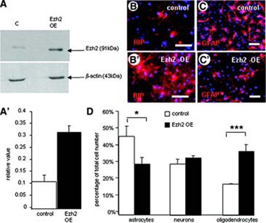 Overexpression of Ezh2 in mouse embryonic neural stem cells (NSCs). (A, A′): Western blot analysis shows the significant increase in Ezh2 expression due to Ezh2 gene transfection. (B, C): Overviews of immunohistochemical stainings for RIP (B, B′) and GFAP (C, C′) showing the effect of Ezh2 overexpression on the in vitro differentiation of NSCs in, respectively, oligodendrocytes and astrocytes compared with controls (B, C). Scale bars = 50 μm. (D): Quantification of the differentiation pattern of NSCs with Ezh2 overexpression into the three cell types expressed as a percentage of the total cell number (determined with Hoechst nuclear staining). Ezh2 overexpression leads to a significant reduction in the percentage of astrocytes and a significant increase in the percentage of oligodendrocytes (means of three independent experiments ± SE; ***, p < .001; *, p < .05; Student's t test). Abbreviations: Ezh2, enhancer of zeste homolog 2; GFAP, glial fibrillary acidic protein; OE, overexpression.