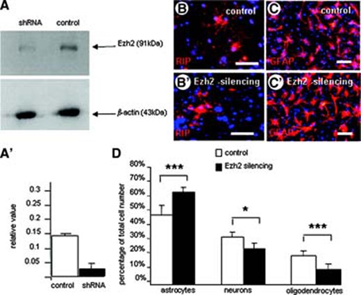 Silencing of the Ezh2 expression in mouse embryonic neural stem cells (NSCs). (A, A′): Western blot analysis shows the significant decrease in Ezh2 expression in NSCs. (B, C): Overviews of immunohistochemical stainings for RIP (B, B′) and GFAP (C, C′) showing the effect of Ezh2 silencing on the in vitro differentiation of NSCs in, respectively, oligodendrocytes and astrocytes compared with controls (B, C). Scale bars = 50 μm. (D): Quantification of the differentiation pattern of NSCs with reduced Ezh2 expression into the three cell types expressed as percentage of the total cell number (determined with Hoechst nuclear staining). Ezh2 silencing leads to a significant reduction in the percentage of oligodendrocytes and a significant percentage in astrocyte differentiation (means of three independent experiments ± SE; ***, p < .001; *, p < .05; Student's t test). Abbreviations: Ezh2, enhancer of zeste homolog 2; GFAP, glial fibrillary acidic protein; shRNA, short hairpin silencing RNA.