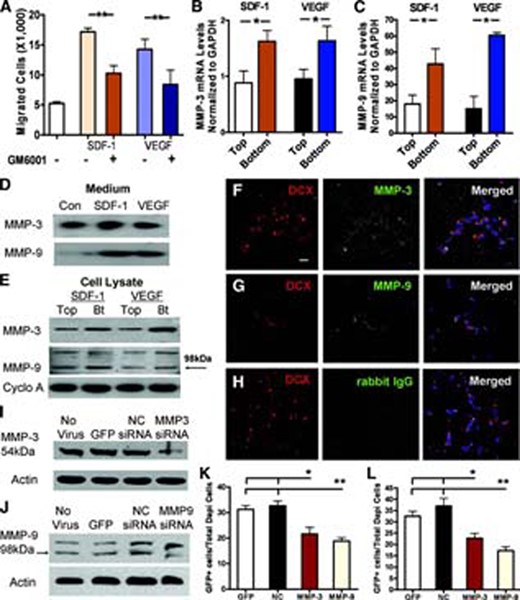 MMP-3 and MMP-9 expressed by adult neural stem/progenitor cells (aNPCs) are important for their migration response to SDF-1 and VEGF. (A): A broad-spectrum MMP inhibitor, GM6001, inhibited SDF-1- or VEGF-induced cell migration (**, p < .01; n = 4). (B, C): Quantitative polymerase chain reaction analysis of migratory and stationary cells demonstrated that mRNA levels of MMP-3 (B) and MMP-9 (C) were significantly higher in migratory cells (Bt) compared with stationary cells (top chamber) (n = 4). (D, E): The protein levels of MMP-3 and MMP-9 in the culture medium (D) and cell lysate (E) of the Bt were higher than those in the top chamber (Cyclophillin A antibody used as a loading Con). (F–H): Migrated DCX+ neuroblasts (red) expressed MMP-3 ([F], green) and MMP-9 ([G], green). Mouse IgG, instead of MMP antibodies, was used as negative Con ([H], green). Scale bar = 20 μm. (I): Western blot analysis showing that lentivirus-MMP-3-siRNA could efficiently knockdown endogenous MMP-3 (54 kDa) in aNPCs compared with the Con lentivirus (lentivirus-NC-siRNA and lentivirus-GFP)-infected aNPCs and uninfected aNPCs (β-actin antibody used as a loading Con). (J): Western blot analysis showing that lentivirus-MMP-9-siRNA could efficiently knock down endogenous MMP-9 (98 kDa) in aNPCs compared with Con lentivirus-infected aNPCs and uninfected aNPCs. (K, L): The knockdown of MMP-3 and MMP-9 led to reduced cell migration in response to either SDF-1 (K) or VEGF (L) (**, p < .01; n = 3). Abbreviations: Bt, bottom chamber; Con, control; GAPDH, glyceraldehyde-3-phosphate dehydrogenase; GFP, green fluorescent protein; MMP, matrix metalloproteinase; NC, control nonsilencing; SDF-1, stromal cell-derived factor 1; siRNA, small interfering RNA; VEGF, vascular endothelial growth factor.