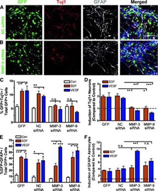 Knockdown of MMP-3 and MMP-9 interferes with SDF-1- and VEGF-induced adult neural stem/progenitor cell (aNPC) differentiation. (A, B): Sample images showing that lentivirus-NC-siRNA-infected (A) and lentivirus-MMP-9-siRNA-infected (B) cells differentiated into Tuj1+ neurons (red) or GFAP+ astrocytes (white) in the presence of SDF-1. Blue, 4,6-diamidino-2-phenylindole. Green, GFP. Scale bar = 50 μm. (C): Acute knockdown of MMP-3 or MMP-9 using lentivirus-siRNA abolished SDF-1- and VEGF-induced neuronal differentiation compared with lentivirus-NC-siRNA- and lentivirus-GFP-infected aNPCs. (D): The neuronal induction by SDF-1 or VEGF was abolished by acute knockdown of MMP-3 or MMP-9. The data shown in (E) was normalized to a no-chemokine control condition (shown in dotted line). (E): Acute knockdown of MMP-3 (**, p < .01) using lentivirus-siRNA potentiated VEGF- but not SDF-1-induced astrocyte differentiation compared with controls. MMP-9-siRNA did not have a similar effect (p = .1) (F): The data shown in (F) was normalized to a no-chemokine condition (shown in dotted line). *, p < .05; p < .01; ***, p < .001. Abbreviations: GFAP, glial fibrillary acidic protein; GFP, green fluorescent protein; MMP, matrix metalloproteinase; NC, control nonsilencing; n.s., nonsignificant; SDF, stromal cell-derived factor; siRNA, small interfering RNA; Tuj1, β-tubulin; VEGF, vascular endothelial growth factor.