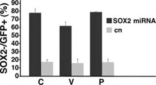 SOX2 silencing efficiency in glioblastoma TICs. Percentage of SOX2− cells in GFP+ infected cells, 4 days after infection in patients C, V, and P. Dark bars indicate cells infected with SOX2 silencing vector targeting sequence 1041; gray bars indicate cells infected with control vector. Triplicate samples were used for each group. Error bars indicate mean ± SEM. Abbreviations: GFP, green fluorescent protein; SEM, standard error of the mean; TIC, tumor-initiating cell.