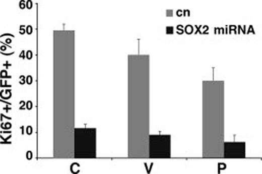 Reduced Ki67 expression in SOX2 silenced cells. Percentage of Ki67+ cells in GFP+ cells 7 days after infection in patients C, V, and P. Dark bars indicate cells infected with SOX2 silencing vector; gray bars indicate cells infected with control vector. Triplicate samples were used for each patient. Error bars indicate mean ± SEM. Abbreviations: GFP, green fluorescent protein; SEM, standard error of the mean.