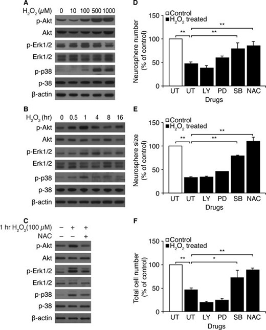 H2O2 activates Akt, Erk1/2, and p38 mitogen-activated protein kinase in Atm+/+ neural stem cells. (A): At 1 hour after exposure to different concentrations of H2O2, levels of pAkt, Akt, pErk1/2, Erk1/2, pp38, and p38 were determined by Western blotting analysis. (B): After exposure to 100 μM H2O2, levels of pAkt, Akt, pErk1/2, Erk1/2, pp38, and p38 were measured by Western blotting analysis at the indicated times. (C): Neurospheres were treated with 50 μM H2O2, either in the absence or presence of NAC, and levels of pAkt, Akt, pErk1/2, Erk1/2, pp38, and p38 were measured at 1 hour after exposure to H2O2. (D–F): NSCs were pretreated with LY294002, PD98059, SB203580, or NAC. Proliferation of NSCs was determined in the presence of 50 μM H2O2 by assessing (D) numbers of newly formed neurospheres, (E) size of newly formed neurospheres, and (F) total cell numbers per well. The mean ± SE of three independent experiments is shown. *, p < .05; **, p < .01, when H2O2-treated Atm+/+ NSCs were compared with untreated Atm+/+ NSCs or when H2O2/drug-treated Atm+/+ NSCs were compared with H2O2-treated Atm+/+ NSCs. Abbreviations: LY, LY294002; NAC, N-acetyl-L-cysteine; PD, PD98059; SB, SB203580; UT, untreated.