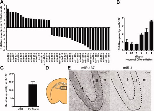 miR-137 is enriched in neurons and is expressed in the dentate gyrus (DG) and the molecular layer of the hippocampus. (A): Identification of lineage specific miRNAs in A94-NSCs. Plotted are the ratios of RQ values determined by comparing A94-NSCs differentiated toward the neuron lineage to undifferentiated A94-NSCs over RQ values determined by comparing A94-NSCs differentiated toward the astrocyte lineage to undifferentiated A94-NSCs (Fig. S1A, S1B). Ratios ≥8 were set to a value of 8. (B): miR-137 expression during neuronal differentiation of A94-NSCs for 0.5, 1, 2, 3, and 4 days (miR-137 expression calibrated to undifferentiated A94-NSCs, n = 3, mean ± 95% CI). (C): Enrichment of miR-137 in E17 neurons as compared with mouse primary aNSCs (miR-137 expression calibrated to mouse primary aNSCs, n = 3, mean ± SEM). (D, E): Hybridization with a miR-137-specific probe showed an enrichment of miR-137 within the DG and molecular layer of the hippocampus compared with miR-1, which is expressed at low levels in the central nervous system. Abbreviations: aNSC, adult neural stem cell; Con, Control; g, dentate gyrus; h, hilus; miR, microRNA; m, molecular layer.