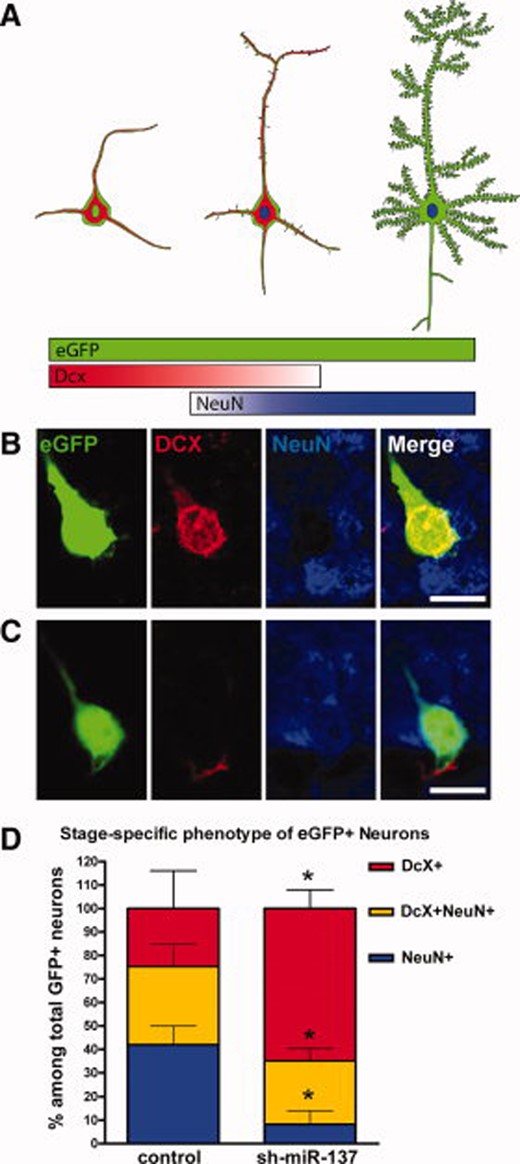 Overexpression of miR-137 leads to altered neuronal maturation of new neurons in vivo. (A): Illustration showing the stage-specific neuronal markers that can be used to identify the maturation state of developing dentate gyrus (DG) granule neurons. (B, C): Confocal images showing two representative eGFP-expressing neurons in the DG: a relatively immature eGFP neuron (B) expressed DCX (immature marker) but not NeuN (mature neuron) and a relatively mature eGFP+ neuron (C) expressed NeuN but not DCX. (D): The miR-137-overexpressing neuron population had decreased proportions of NeuN+ only (blue) mature neurons and of DCX+/NeuN+ (yellow) transitioning neurons, but increased proportion of DCX+ only (red) immature neurons compared with control (*p < .05). Abbreviations: DCX, doublecortin; eGFP, enchanced green fluorescent protein; NeuN, neuronal nuclear antigen.