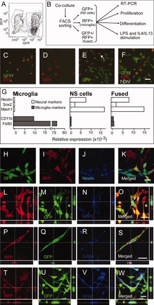 Sorted fused NS/microglia cells exhibit properties of both NS cells and microglia. (A): Example of FACS plot of a coculture; the gates represent the three populations (only GFP+, only RFP+, and double (GFP/RFP)-positive cells) that were sorted. (B): Schematic representation of the experimental design in these experiments. (C–E): Living cell images of the three fractions 6 hours after sorting; arrow in (E) depicts a GFP+/RFP+ cell. (F): GFP and RFP fluorescence in living cells sorted as double-positive, 7 days after sorting. (G): Expression of neuronal (nestin, Sox2 and Mash1) and microglial (CD11b and F4/80) genes in sorted microglia, NS cells, and fused cells. (H–K): Expression of nestin in cocultured NS cells and microglia. Note that microglia cells (I, only RFP+) are negative for nestin (J) while NS cells (H, only GFP+) and fused cells (K, GFP+/RFP+) are all immunoreactive for nestin (J). (L–O): Confocal images of fused GFP+/RFP+ cells expressing MAP2 after neuronal differentiation. Expression of GABA after neuronal differentiation (P–S) and GFAP after glial differentiation (T–W) of fused cells. Scale bars = 50 μm (F); 20 μm (K, O, S, W). Abbreviations: FACS, fluorescent-activated cell sorting; GFP, green fluorescent protein; GFAP, glial fibrillary acidic protein; NS, neural stem cell; RFP, red fluorescent protein; RT-PCR, reverse trandcriptase polymerase chain reaction; LPS, lipopolysaccharide; IL, interleukin.