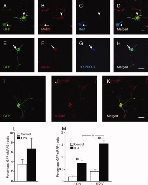 Microglia fuse with primary cortical neurons in vitro. (A–D): Coculturing rat fetal primary cortical cultures with GFP+ mouse microglia generates GFP+/MAP2+, Iba1− cells (arrowheads). Arrows indicate nonfused microglia. Fusion is confirmed by occurrence of binucleated neurons (NeuN+, arrow) also labeled with GFP (E–H), and of GFP+ cells expressing the neuronal marker v-Glut1 (I–K). (L): Number of fused cells differentiated to GFP+/MAP2+ neurons expressed as percentage of total number of Hoechst+, cells in cocultures of rat fetal primary cortical cultures and GFP+ mouse microglia, at 3 days treated with LPS or vehicle. (M): Number of fused GFP+/RFP+ cells expressed as percentage of total number of Hoechst+, cells in cocultures of mouse cortical GFP+ cells, expanded as neurospheres, and RFP+ microglia, at 3 and 6 days treated with IL-4 or vehicle. Means ± SEM. *, p < .05, unpaired t test (L) and one-way ANOVA and Dunnett's post hoc test (M). Scale bars = 20 μm. Abbreviations: GFP, green fluorescent protein; IL, interleukin; LPS, lipopolysaccharide.