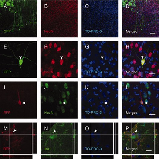 Transplanted NS cells remain undifferentiated or acquire properties of mature cortical neurons in vivo. (A–H): More than half of transplanted GFP+ NS cells in rat neonates display a cortical pyramidal neuron morphology and are NeuN positive. Similar results are obtained after transplantation of RFP+ NS cells in mouse neonates (I–L). (M–P): Some RFP+ NS cells grafted into mouse neonates express the microglia marker Iba1. Arrowheads indicate double-labeled cells. Scale bars = 100 μm (D), 20 μm (H, L, and P). Abbreviations: GFP, green fluorescent protein; RFP, RFP.