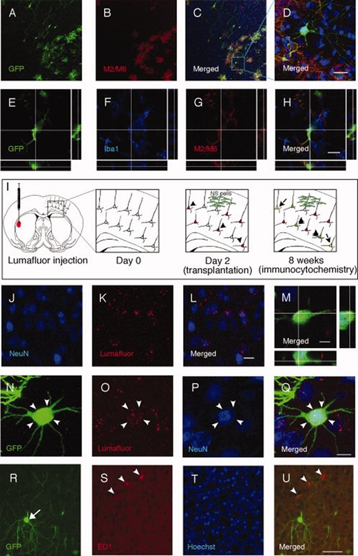 Transplanted neural stem (NS) cells fuse with mature cortical neurons in vivo. (A–D): Mouse embryonic stem (ES) cell-derived GFP+ NS cells displaying morphology of mature cortical neurons after intracortical transplantation into neonatal rat brain do not stain with mouse-specific M2/M6 antibodies in contrast to undifferentiated cells. (E–H): Some M2/M6-positive cells express the microglial marker Iba1. (I–L): Cortical neurons labeled with fluorescent retrograde tracer Lumafluor injected in contralateral striatum. (M): Confocal image with orthogonal view of the grafted GFP+ NS cell expressing Lumafluor and stained with NeuN antibody. (N–Q): Confocal image of the cell shown in M and depicted with arrow heads. (R–U): Grafted GFP+NS cells (arrow) located in close proximity to activated ED1+ microglia (arrow heads). Scale bars = 20 μm (D, H, and L), 10 μm (M), 5 μm (Q), 50 μm (U). Abbreviation: GFP, green fluorescent protein.