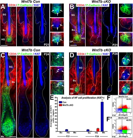Wnt7b-deficiency does not perturb the sequential two-step mechanism of hair follicle (HF) activation during telogen-anagen transition. (A–D): Triple immunofluorescence (IF) targeting cell proliferation (Ki67, blue) in the bulge (Bu) hfSCs using CD34 (red) marker expression and the hair germ (HG) using P-cadherin (green) staining in Con (A, C) and Wnt7b cKO (B, D) HFs at P21 (A, B) and P24 (C, D). (E): Quantification of nuclear Ki67 IF in specific HF compartments (Bu, bulge hfSCs, HG, hair germ; Mx, matrix cells) at P21 and P24. (F, F′): Fluorescence-activated cell sorting analysis of P18 Con (F) and Wnt7b cKO (F′) HFs using CD34 and α6-integrin marker expression. α6-IntegrinHigh/CD34High (red) denotes comparable total basal hfSCs (b-hfSCs) numbers in the bulge of Con (E, 39.8%) and Wnt7b cKO (E′, 40%) HFs. Scale bar = 50μm. Abbreviations: Bu, bulge; DP, dermal papillae; HG, hair germ; SG, sebaceous gland; P, postnatal day; Mx, matrix.