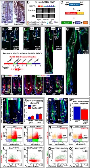 Delayed hfSCs activation following Wnt7b ablation. (A′): Upregulation of WNT7b in telogen bulge (Bu) hfSCs and hair germ (HG) after BMP pathway inactivation in BMPR1A cKORU at P59 compared to ConRU HFs (A) where WNT7b staining was absent. (B): In vivo hfSCs ChIP PCR reveals selective precipitation of DNA fragments that possess canonical Smad binding elements of Wnt7b promoter, flanking primers (arrows) in schematic. (C): Schematic of transgenic mice generation with targeted Wnt7b deletion in the bulge: Con and Wnt7bfl/fl transgenic mice (both K15CrePR+; YFP+) were treated with RU486 from P18 to P21 (schematic inset) to YFP label K15+ control (ConRU) and ablate Wnt7b in Wnt7b cKORU hfSCs. (D–G′): The following postnatal hair cycle was monitored. (D, D′): After 4 days (P25), both ConRU and Wnt7b cKORU HFs remained in telogen due to RU treatment 35. (E): By P28, YFP+ ConRU HFs displayed telogen-anagen transition with enlarged, activated HG; however, YFP+ Wnt7b cKORU HFs remained in telogen (E′). At P32, YFP+ ConRU HFs were in full anagen with efficient YFP+ labeling throughout all HF layers (F); however, YFP+ Wnt7b cKORU displayed enlarged HGs indicating initial HF activation and early telogen-anagen transition (F′). By P36, ConRU YFP+ HFs were in full anagen with HFs extending deep into the dermis (G); whereas, Wnt7b cKORU YFP+ HFs were in early anagen (G′). (H–I′): Immunofluorescence for the cell proliferation marker, Ki67 in YFP+ ConRU and Wnt7b cKORU HFs. (H): At P28, ConRU YFP+ HFs display strong nuclear Ki67 staining in the HG and lower Bu cells indicating HF activation; (H′) however, Wnt7b cKORU HFs lacked Ki67 staining. (I): At P32, nuclear Ki67 staining was detected in the matrix cells of YFP+ ConRU HFs. (I′): Wnt7b cKORU YFP+ HFs displayed nuclear Ki67 staining in the HG indicating early HF activation. DAPI (blue) counterstaining was used to label all nuclei. Representative images of P21 ConDil (J) and Wnt7b cKODil (J′) YFP+ labeled HFs and quantification of the number of YFP+ cells per Bu and HG compartment (J′′). (K, K′): Fluorescence-activated cell sorting (FACS) analysis using α6-integrin and CD34 staining with α6-integrinHigh/CD34High basal hfSCs population (b-hfSCs, red) in ConDil and Wnt7b cKODil at P21 HFs. FACS analysis of b-hfSCs (α6High/CD34High) gated population for YFP-positive cells in Con (L) and Wnt7b cKO (L′) at P21 HFs. Representative images of P45 ConDil (M) and Wnt7b cKODil (M′) YFP+ labeled HFs and quantification of the number of YFP+ cells per HF (M′′). (N, N′): FACS analysis of α6-integrin and CD34-positive b-hfSCs population (b-hfSCs, red; α6-integrinHigh/CD34High) in ConDil and Wnt7b cKODil at P45 HFs. FACS analysis of b-hfSCs (α6High/CD34High) gated population for YFP positive cells in ConDil (O) and Wnt7b cKODil (O′) at P45 HFs. Scale bar = 50 µm. Abbreviations: Bu, bulge; DP, dermal papillae; HG, hair germ; hfSCs, hair follicle stem cells; HF, hair follicle; YFP, yellow fluorescent protein; DAPI, 4′,6-diamidino-2-phenylindole.