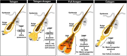 Model of the intrinsic role of Wnt7b and crosstalk with BMP signaling in postnatal hfSCs regulation and postnatal hair follicle cycling. Schematic model summarizing the role of Wnt7b in hfSCs during telogen and the telogen-anagen transition. During telogen-anagen transition, Wnt7b promotes a two-step sequence of HF stimulation, with initial activation in the HG (1°) and subsequently in the bulge hfSCs (2°). Proposed role for Wnt7b in matrix progenitor cells during the growth (anagen) and degenerative (catagen) phase of the postnatal hair follicle cycle. Loss of Wnt7b expression may indirectly be sufficient to promote HF involution by diminishing the collective WNT signaling during catagen (dotted arrow). Abbreviations: BMP, bone morphogenetic protein; DP, dermal papillae; HG, hair germ; hfSCs, hair follicle stem cells; HF, hair follicle; TA, transit amplifying; YFP, yellow fluorescent protein; ORS, outer root sheath; ES, epithelial strand; SG, sebaceous gland.