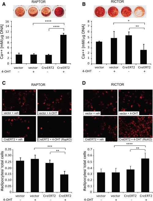 Differential roles for Rptor and Rictor in osteogenic and adipogenic mesenchymal stem cell (MSC) differentiation. Rptorfl/fl and Rictorfl/fl MSCs infected with the CreERT2 lentivirus or empty vector were treated for 8 days with 4-OHT (+) or vehicle (−). (A, B): Treated cells were cultured under osteoinductive conditions for 21 days and the amount of acid-solubilized calcium was quantitated and normalized to cell number. Data are expressed as the mean ± SD of quadruplicate wells from a representative experiment of three. Representative images of Alizarin Red-stained wells are shown. (C, D): Treated cells were cultured under adipogenic conditions for 8 days. Adipocytes were visualized using Nile Red, and the number of adipocytes quantitated and normalized to total cell number. Data are expressed as the mean ± SD of quadruplicate wells from a representative experiment of three. *, p < .05; **, p < .005; ***, p < .0005; ****, p < .0001, t test.