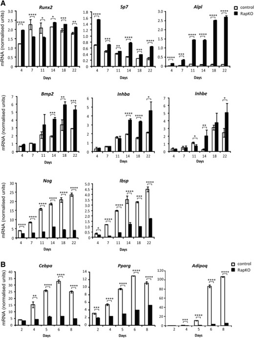Loss of Rptor promotes osteogenesis and inhibits adipogenesis. Raptorfl/fl mesenchymal stem cells infected with the CreERT2 lentivirus were treated with vehicle (control) or 4-OHT (RapKO) for 8 days. (A): Treated cells were cultured under osteogenic conditions for 22 days and RNA harvested at the indicated time points. The mRNA level of osteogenic genes was examined by real-time PCR and data were normalized to β-actin. (B): Treated cells were cultured under adipogenic conditions for 8 days and RNA harvested at the indicated time points. The mRNA level of adipogenic genes was examined by real-time PCR and data were normalized to β-actin. *, p < .05; **, p < .005; ***, p < .0005; ****, p < .0001, t test.
