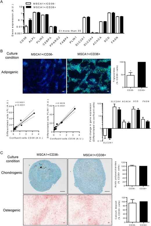 MSCA1 and CD36 transduced progenitor cell subsets and differentiation potentials. (A): Messenger RNA expression of genes encoding CD36, MSCA1 (ALPL), ADRP (PLIN2), C/EBPα (CEPBA), PPARγ2 (PPARG2), FABP4 (FABP4),perilipin (PLIN1), GLUT1 (SLC2A1), GLUT4 (SLC2A4), ACACA, SCD, and FASN determined by RT-qPCR in non-differentiated human transduced MSCA1+/CD36+ and MSCA1+/CD36- progenitor cells, Results are means ± SEM of three different donors. (B): Representative Bodipy/Dapi staining of MSCA1+/CD36- and MSCA1+/CD36+ transduced APs cultured under adipogenic condition for 10 days. Bar chart on the right shows triglyceride quantification in µg/µg DNA expressed as mean ± SEM of CD36+ cell percentages from three different donors. Graphs below display simple regression analyses between the mRNA levels of CD36 in confluent cells prior to adipogenic differentiation (day 0) in MSCA1+/CD36-, MSCA1+/CD36+ and a 1:1 mix of MSCA1+/CD36-/MSCA1+/CD36+ and the expression of adipogenic markers (LPL and PLIN1) at day 12. r and p values are shown. The histogram in the right panel represents the fold changes in expression of the indicated genes determined in differentiated versus confluent MSCA1+/CD36- (white bars) and MSCA1+/CD36+ (black bars) cells and are means ± SEM of three different donors. (C): MSCA1+/CD36- and MSCA1+/CD36+ transduced APs were cultured under chondrogenic or osteogenic conditions: upper panel, representative Alcian blue staining performed after 21 days under chondrongenic culture conditions. Bar chart displays acidic polysaccharide contents as percentage of Alcian blue positive area per slice; lower panel, representative Alizarin red staining performed after 21 days under osteogenic culture conditions. Bar chart displays calcium deposit content as alizarin red optical density per well. Results are expressed as means ± SEM of CD36+ cell percentages of three different donors. *, p < .05; **, p < .01. Scale bars in microphotographs in panels (B) and (C) are 100 µm. Abbreviations: ACACA, acetyl-CoA carboxylase alpha; FASN, fatty acid synthase; SCD, stearoyl-CoA desaturase.