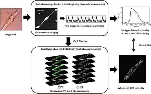 Diagram illustrating the method of identifying the subtype of individual human-induced pluripotent stem cell-derived cardiomyocytes (hiPSC-CMs) and correlating it to their whole-cell second harmonic generation (SHG) intensity. Single cells (40 days in culture) were replated onto gridded glass dishes for 55-67 days for a total of 95-107 days post-differentiation (noted D95 in the manuscript). Cells were loaded with the voltage-sensitive dye FluoVolt. The spontaneous action potentials of individual cells were recorded with a spinning disk fluorescence microscope to measure the time-lapsed fluorescence intensity at ~100 frames per second for ~1 minute. The subtype was determined by the clustering analysis of the action potential (AP) profiles. Cells were then fixed and whole-cell SHG measurements were performed on a multiphoton microscope using a circularly polarized excitation beam. The whole-cell SHG intensity was obtained by performing z-stack imaging and summing the SHG signal intensity from all z-planes. The two-photon fluorescence (2PF) signal from the cell membrane was used as a guide to outline the cell boundary
