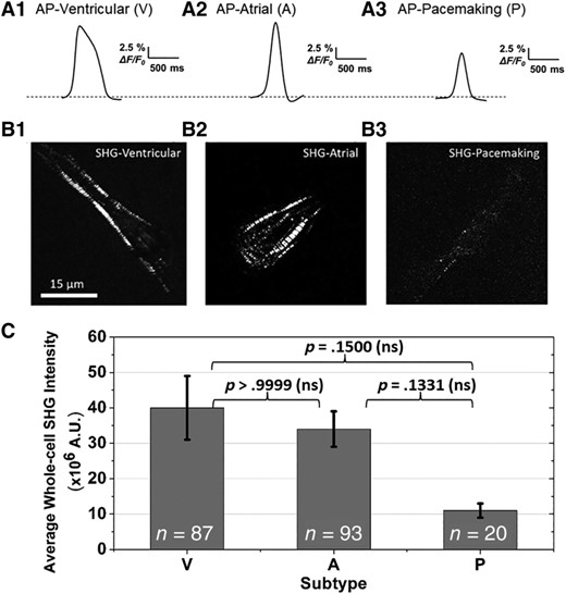 A, Representative action potential profiles used to classify the cardiomyocyte subtype of each cell (V, ventricular-like; A, atrial-like; P, pacemaking-like human-induced pluripotent stem cell-derived cardiomyocytes). B, Representative whole-cell second harmonic generation (SHG) images show that the contractile cells exhibit more organized sarcomeric striation patterns, whereas the pacemaker-like cells typically have a lower SHG signal intensity from less organized sarcomeric structures. C, Average whole-cell SHG intensities for each cardiac subtype. The SHG signal strength of pacemaker-like cells is ~70% less than that of the contractile cells. The average whole-cell SHG intensity ± SE for ventricular-like, atrial-like, and pacemaking-like cells are 40 ± 9, 34 ± 5, and 11 ± 2 million A.U., respectively. A Kruskal-Wallis test was used to assess the significance of the difference in SHG intensities between subtypes. P-values were greater than .05, indicating the differences were nonsignificant (ns). The distribution of SHG intensity for all cells of each subtype is shown in the histograms in Figure 3