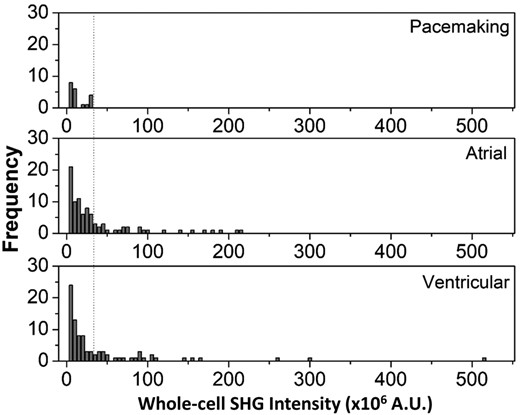 Histogram plots of whole-cell second harmonic generation (SHG) intensity for each cardiomyocyte subtype. The dashed line indicates an SHG signal threshold of 30 × 106 counts that can be used to separate pacemaker-like cells from the other cells