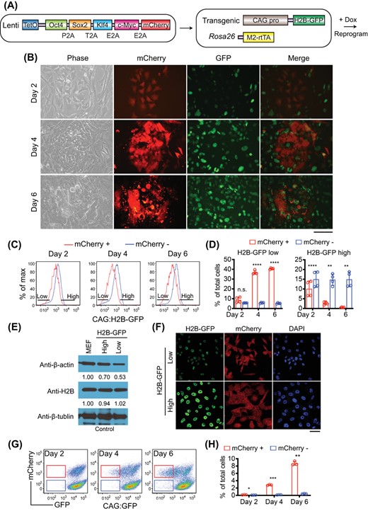 Reprogramming progressive cells show reduced CAG promoter activity. A, Schematic of the experimental design of reprogramming. B, Downregulation of CAG:H2B-GFP in reprogramming cells as revealed by fluorescence microscopy. mCherry marks OSKM-expressing cells. Scale bar: 100 μm. C, FACS analysis of the CAG:H2B-GFP MEFs undergoing reprogramming. OSKMmCherry+ cells display reduced GFP signal. D, Percentage quantification of CAG:H2B-GFPlow and CAG:H2B-GFPhigh cells in mCherry+ and mCherry− population, as gated in C. CAG:H2B-GFPlow cells are enriched in the mCherry+ cells. n.s., non-significant; **P < .01; ****P < .0001. Statistics were performed by Student's t test. E, Western blot of whole cell lysates from bulk MEFs or subsets isolated from reprogramming cultures based on H2B-GFP intensity, with β-tubulin as loading control. The endogenous H2B remains unchanged, as determined by normalized densitometry. Protein level in bulk MEFs is set to 1. F, Confocal fluorescence microscopy confirming the H2B-GFP intensity after mCherry+ cells were sorted based on GFP intensity. Scale bar: 50 μm. G, FACS analysis of the CAG:GFP MEF cells undergoing reprogramming. A fraction of OSKMmCherry+ cells decreased GFP signal as reprogramming continued. H, Percentage quantification of CAG:GFPlow cells in mCherry+ and mCherry− population, as gated in G. CAG:GFPlow cells are enriched in the mCherry+ population. *P < .05; **P < .01; ***P < .001. Statistics were performed by Student's t test