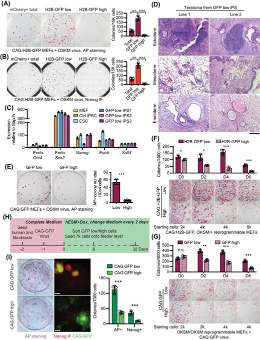 Low CAG promoter activity in reprogramming fibroblasts enriches for reprogramming progressive cells. A, AP staining of iPS colonies at reprogramming day 12. Total mCherry+ cells, 15% of the highest or lowest CAG:H2B-GFP+ cells were sorted from the mCherry+ cells on day 4 and replated on feeder cells to allow further reprogramming. Reprogramming efficiency is quantified on the right. **P < .01; ***P < .001. Statistics were performed by Student's t test. B, Immunostaining of iPS colonies at reprogramming day 12 for Nanog. Total mCherry+ cells, 15% of the highest or lowest H2B-GFP+ cells were sorted from the mCherry+ cells on day 4 and replated on feeder cells to allow further reprogramming. Reprogramming efficiency is quantified on the right. **P < .01; ***P < .001. Statistics were performed by Student's t test. C, Real-time PCR analysis of core pluripotent gene expression in MEFs, control iPSCs, ESCs, and iPS colonies derived from CAG:H2B-GFPlow cells sorted at reprogramming day 4. Expression in MEFs is set to 1. D, Representative histology of teratomas grown from two CAG:H2B-GFPlow-derived iPS cell lines, showing tissues of the ectoderm, mesoderm and endoderm. Scale bar for all images: 300 μm. E, AP staining of iPS colonies at reprogramming day 12. 15% highest or lowest CAG:GFP+ cells were sorted from the OSKMmCherry+ population on day 6 and replated on feeder cells to allow further reprogramming. Colonies were scored and quantified on the right. ***P < .001. Statistics were performed by Student's t test. F, Quantification of AP+ colonies derived from MEFs expressing transgenic CAG:H2B-GFP and a heterozygous Col1a:OKSM allele. The ~10% cells with the lowest or highest H2B-GFP intensity were sorted on reprogramming day 0, 2, 4 and 6, respectively, and were replated to allow for further reprogramming. *P < .05; ***P < .001. Statistics were performed by Student's t test. G, Quantification of AP+ colonies derived from reprogrammable MEFs transduced with CAG:GFP virus. The ~10% cells with the lowest or highest GFP intensity were sorted on reprogramming day 0, 2, 4 and 6, respectively, and were replated to allow for further reprogramming. n.s. nonsignificant, **P < .01; ***P < .001. Statistics were performed by Student's t test. H, Schematics of reprogramming timeline using the secondary human fibroblast. I, AP staining and Nanog immunostaining of colonies at reprogramming day 32. The numbers of AP+ or Nanog+ colonies arising from CAG:GFPlow and CAG:GFPhigh cells are shown on the right. Scale bars: 200 μm. ***P < .001. Statistics were performed by Student's t test