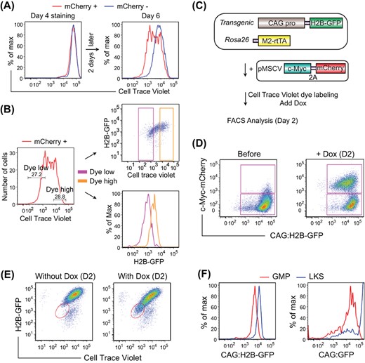 Reprogramming cells with low CAG promoter activity are fast cycling cells. A, FACS analysis of CAG:H2B-GFP fibroblasts during reprogramming, which was performed as shown in Figure 1A. Cells were stained with Cell Trace Violet dye at day 4, replated and analyzed at day 6. mCherry+ and mCherry− cells indicate OSKM-expressing and nonexpressing cells, respectively. B, mCherry+ cells shown in A are gated according to the violet dye intensity, and the populations are replotted based on H2B-GFP intensity. Dye low cells display low H2B-GFP intensity. C, Schematics of the experimental design on the correlation between CAG promoter activity and c-Myc-driven cell cycle acceleration. CAG:H2B-GFP fibroblasts were transduced with inducible c-Myc-2A-mCherry. Cells were labeled with Cell Trace Violet dye and induced for c-Myc expression thereafter. D, FACS analysis of CAG:H2B-GFP fibroblasts shown in C, before and after induction for c-Myc expression for 2 days. Note that most of the H2B-GFPlow cells are mCherry+. E, FACS analysis of CAG:H2B-GFP fibroblasts treated as shown in C, without or with Dox induction for 2 days. Dye low cells (oval gate) correlate with H2B-GFPlow cells. F, FACS plot of fresh LKS cells and GMPs from the bone marrow of CAG:H2B-GFP and CAG:GFP transgenic mice