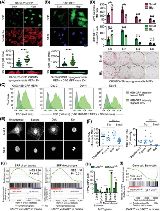 Reprogramming cells with low CAG promoter activity show reduced cell size and low MKL1/SRF activity. A, Confocal microscopy images of H2B-GFP intensity (top) after day 4 reprogramming cells were sorted for the ~10% of cells with the lowest or highest GFP intensity. 2D cell size were quantified by β-actin+ area (middle). Representative 3D reconstructed images shown on the bottom. Scale bars: 20 μm. ****P < .0001. Statistics were performed by Student's t test. B, Confocal microscopy images of GFP intensity (top) after day 4 reprogramming cells were sorted for the ~10% of cells with the lowest or highest GFP intensity. 2D cell size were quantified by GFP+ area (middle). Representative 3D reconstructed images shown on the bottom. Scale bars: 20 μm. ****P < .0001. Statistics were performed by Student's t test. C, FACS Forward Scatter (FCS) of CAG:H2B-GFPlow and CAG:H2B-GFPhigh cells at reprogramming day 0, 2, 4, and 6. CAG:H2B-GFPlow cells are smaller, as indicated by low FSC. D, Quantification of AP+ and Oct4:GFP+ colonies derived from reprogrammable MEFs sorted on indicated days based on cell size. Reprogramming cells with smaller size enrich for reprogramming progressive cells. n.s., nonsignificant; *P < .05; ***P < .001. Statistics were performed by Student's t test. E, Confocal images of fibroblasts grown on micropatterned surface, immunostained with MKL1 antibody, or stained with DAPI to reveal the nuclei. Micropatterned surfaces include unpatterned surface, square, disk, and dot shape. Scale bar: 20 μm. F, Quantification of MKL1 intensity in micropatterned fibroblasts. Small indicates cells grown on the dot pattern; big indicates cells grown on unpatterned, square or disk patterned surfaces. ****P < .0001. Statistics were performed by Student's t test. G, Gene set enrichment analysis (GSEA) of differentially expressed genes between CAGhigh and CAGlow cells at reprogramming day 4 (mouse) and day 7 (human). SRF target genes are enriched in the upregulated DEGs between CAGhigh and CAGlow cells of the same species. H, Representative MET gene expression as determined by mRNA-seq. CAGlow cells display higher expression of epithelial genes (Cdh1, EpCam), while CAGhigh cells display higher expression of mesenchymal genes (Snai1, Snai2, Zeb2). FPKM: fragments per kilobase of transcript per million mapped reads. *P < .05; **P < .01; ***P < .001; ****P < .0001. Statistics were performed by Student's t test. I, The differentially expressed genes between CAGhigh and CAGlow cells at reprogramming day 4 (mouse) were analyzed by GSEA, revealing significantly enriched stem cell genes in the upregulated DEGs in CAGlow cells