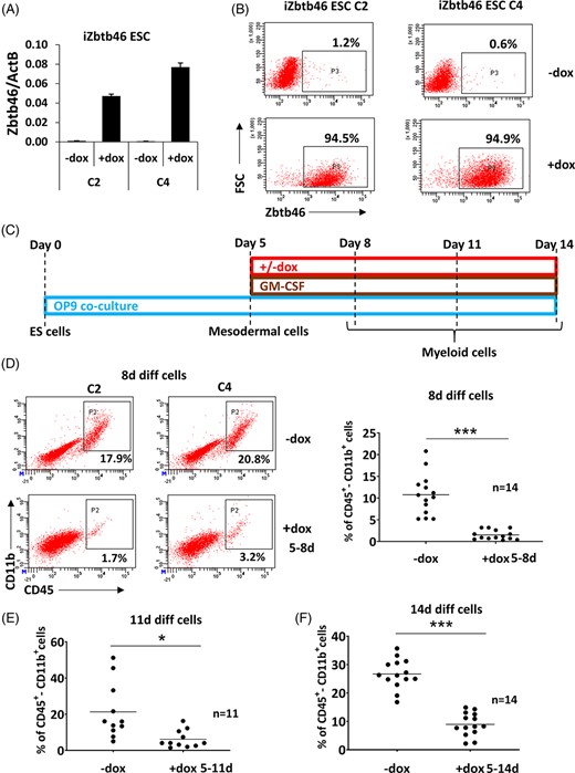 Zbtb46-inhibited myeloid cell production. Two Zbtb46-inducible embryonic stem cell (ESC) clones were tested (C2 and C4). A, Quantitative RT-PCR assay to measure the mRNA level Zbtb46. To induce the Zbtb46 transgene, ESCs were treated with doxycycline (+dox) for 48 hours. B, Plots show quantified protein expression of Zbtb46 in ESC clones (C2 and C4) at single cell level using intracellular flow cytometry (FSC, forward scatter). ESCs were treated with doxycycline for 48 hours. C, Experimental scheme of the Zbtb46-inducible ESC differentiation. Cells were harvested for flow cytometry at day 8, 11, or 14. D, Representative flow plots and statistics show the percentage of the CD45/CD11b double positive cell populations of 8-day differentiated cells. E,F, Statistics show the percentage of the CD45/CD11b double positive cell populations of 11- (E) and 14-day (F) differentiated cells. Cells were treated with doxycycline for the indicated time period