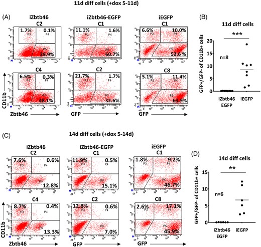 Assessment of Zbtb46/EGFP induction during ex vivo differentiation. A, Representative flow plots show quantified protein expression of Zbtb46 in 11-day differentiated Zbtb46 inducible cell clones (C2 and C4) with intracellular flow cytometry. These cells were also pre-stained with a CD11b-specific antibody. In addition, representative flow plots show the detection of CD11b and GFP in 11-day differentiated Zbtb46-EGFP coexpressing (C1 and C2) or EGFP expressing cell clones (C1 and C8) with flow cytometry. To induce the transgenes, cells were treated with doxycycline for 6 days (day 5-11). B, Statistics show the percentage of the GFP+/GFP− cell ratio of the CD11b+ cell fraction in 11-day differentiated and doxycycline treated (day 5-11) cells. C, Representative flow plots show protein expression of Zbtb46 or GFP as in part “A” in 14-day differentiated cells. To induce the transgenes, cells were treated with doxycycline for 9 days (day 5-14). D, Statistics show the percentage of the GFP+/GFP− cell ratios of the CD11b+ cell fraction in 14-day differentiated and doxycycline treated (day 5-14) cells derived from Zbtb46-EGFP or EGFP ESC clones