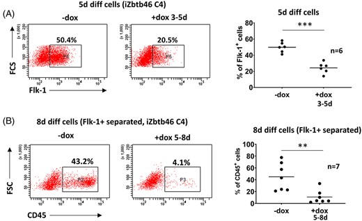 Zbtb46 inhibited mesodermal and myeloid cell production. A, Representative flow plots and statistics show the percentage of the Flk1+ cell populations of 5-day differentiated Zbtb46-inducible cell clones (FSC, forward scatter). B, Diminished myeloid development upon Zbtb46 introduction in Flk1+ sorted cells. Representative flow plots and statistics show the percentage of the CD45 expression in 8-day differentiated mesoderm cells derived from Zbtb46-inducible ESC clone. Flk1+ mesoderm cells were separated on day 5 with MACS, transgene was induced between days 5 and 8
