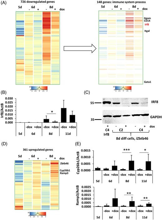Zbtb46-dependent gene expression regulation. A, Hierarchical clustering of 726 transcripts with reduced expression at day 6 and/or 8 upon Zbtb46 induction. Within this gene list the “immune system process” category was found as a strongly overrepresented gene ontology category; this gene subset contains known regulators of myeloid development. B, Quantitative RT-PCR assay to measure the mRNA level of Irf8. C, IRF8 protein detection with Western blot testing 8-day differentiated, Zbtb46-inducible cell clones. The identity of specific bands was confirmed by comigration with a band seen in the extract of Irf8-induced ESCs (Irf8 C4 +dox). D, Hierarchical clustering of 361 transcripts with elevated expression at day 6 and/or 8 upon Zbtb46 induction. E, Transcript levels of Cyp26b1 and Ramp3 were validated with quantitative RT-PCR. For RT-PCR, 5 day differentiated Flk1+ cells were MACS sorted (5d) and cultured for 1 or 3 additional days (6d or 8d) in the presence of absence of doxycycline. In addition, nonsorted cells were differentiated for 11 days (11d) and the Zbtb46 induction was started at day 5. Average and SD values were calculated at least from six independent experiments