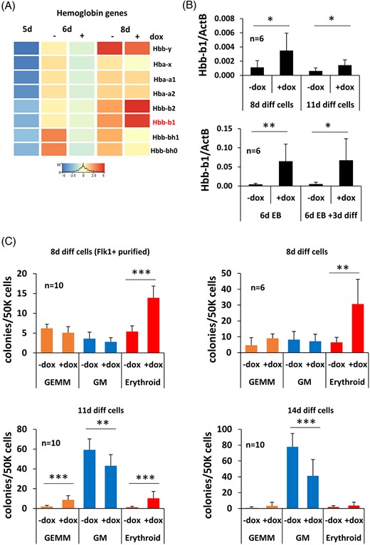 Zbtb46-induced erythropoiesis. A, RNA-seq data indicate elevated expression of the adult hemoglobin beta-genes (Hbb-b1 and b2) in the 8-day differentiated Zbtb46-primed cells. B, Quantitative RT-PCR assay to measure the mRNA level of Hbb-b1. Eight- and 11-day differentiated nonsorted cells were analyzed in the presence or absence of doxycycline, in these cases drug treatment (+dox) was started at day 5. In addition, embryoid bodies were grown for 6 days (6d EB); thereafter, they were disaggregated and further cultured for 3 days on OP9 cells (6d EB + 3d diff). For these experiments, the indicated samples (+dox) were treated with doxycycline from day 4. Average and SD values were calculated from six independent experiments. C, Increasing number of erythroid colonies were detected in the 8- or 11-day differentiated Zbtb46-instructed cells. To determine the hematopoietic colony (GEMM, granulocyte, erythrocyte, macrophage, and megakaryocyte; GM, granulocyte and macrophage) forming potential the 8 to 11- and 14-day differentiated cells were further cultured in MethoCult M3434 medium for 8 days. In case of the Flk-1+ purified, 8-day differentiated cells, the Flk1+ cells were MACS sorted at day 5 and cultured for 3 additional days in the presence of absence of doxycycline