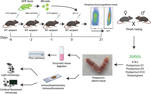 A schematic of the experimental model. Wild-type (WT) recipient female mice (n = 36) received nongonadotoxic submyeloablative bone marrow transplant (BMT) protocol based on 5-fluorouracil injection on day −6 and day −1 and stem cell factor (SCF) injections on day −2 prior to BMT. BM engraftment was assayed by flow cytometry of peripheral blood on day 21 post-BMT. Subsequently, engrafted female mice were mated with proven males and timed pregnancies were established. Mice were euthanized for analysis at specified time points including nonpregnant, peripartum (E18.5), and postpartum days 1, 5, or 10 (n = 5-6 animals/group)