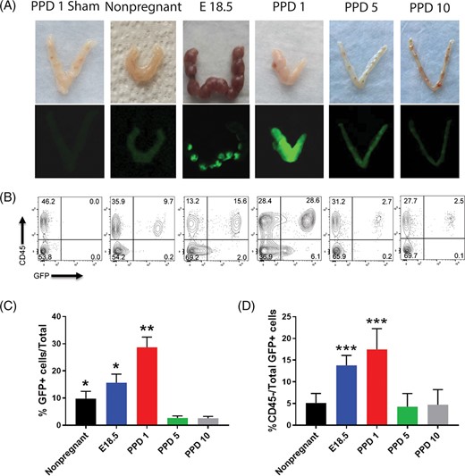 Temporal contribution of bone marrow-derived cells (BMDCs) to the uterus in peripartum and postpartum period. A, Photographs of uteri (top panel) and fluorescent GFP images obtained by fluorescent camera (bottom panel) from various peripartum and postpartum time points (E18.5, PPD1, 5, 10, and nonpregnant) of mice engrafted with BM from GFP donors. The negative control is PPD1 uterus from a mouse injected with PBS (sham). The white arrows point to the areas of preferential BMDCs localization within E18.5 implantation sites. B, Representative flow cytometry plots of single cells from uterine tissue gated according to CD45 and GFP positivity showing the changes in CD45+ (hematopoietic) and CD45−GFP+ (nonhematopoietic) BMDC populations throughout peripartum and postpartum period. Flow cytometry values shown on plots are representative from one experiment. C, Quantitative summary of flow cytometry analysis showing %GFP+ cells out of total uterine cells throughout peripartum/postpartum period. D, Quantitative summary of flow cytometry analysis showing %CD45− nonhematopoietic cells out of total uterine GFP+ BMDC cell population throughout peripartum/postpartum period. Nonpregnant (n = 6), E18.5 (n = 6), PPD1 (n = 6), PPD5 (n = 5), PPD10 (n = 6), and PPD1 sham (n = 4). *P < .05 vs PPD5 and PPD10 groups; **P < .01 vs all other groups; ***P < .05 vs nonpregnant, PPD5, and PPD10 groups