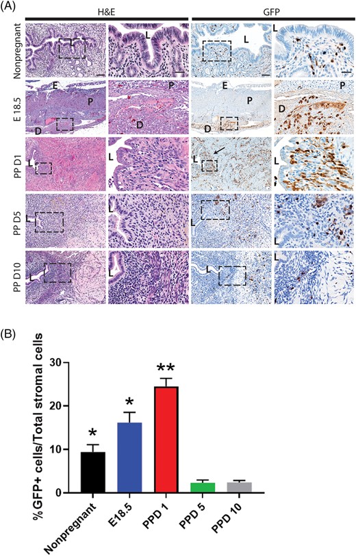 Localization of bone marrow-derived cells (BMDCs) in the postpartum uterus. A, Histological uterine tissue sections of different gestational and postpartum time points. Left panel shows H&E staining while right panel shows immunostaining with GFP antibody (brown). Low magnification (10×) and high magnification (20×) images are shown. The right column in each panel is a magnification of the corresponding rectangular area marked by the dashed line. The size bars in the left and right columns correspond to 100 and 50 μm, respectively. Black arrow is pointing to subepithelial area where GFP+ BMDCs (brown) are particularly abundant. B, Quantitative summary of percentage of GFP+ cells out of total stromal cells across different time points. PPD1 (n = 5 animals); n = 4 in all other groups. *P < .05 vs PPD5 and PPD10, **P < .01 vs all other groups. D, Decidua; E, embryo; L, lumen; P, placenta