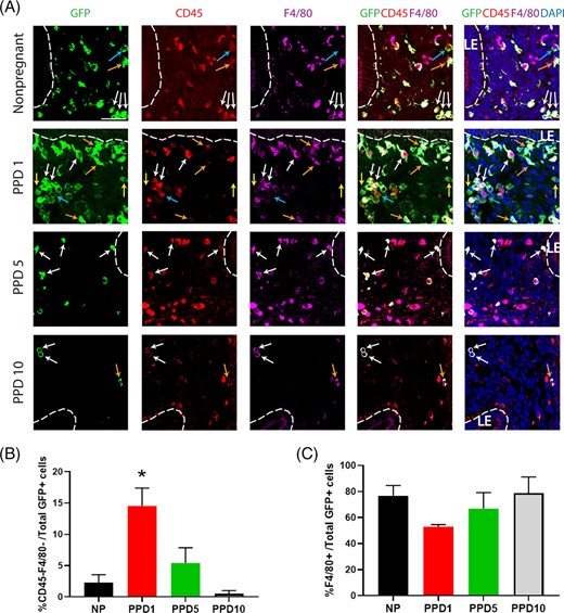 Co-immunolocalization of GFP+ bone marrow-derived cells (BMDCs) with CD45 and F4/80 markers. A, Immunofluorescence of uterine tissue sections showing colocalization of GFP-positive BMDCs (green), with CD45 pan-leukocyte marker (red), and F4/80 macrophage marker (purple) across nonpregnant and postpartum day (PPD) 1, 5, and 10. Sections were counterstained with DAPI (blue) for nuclear staining. The dashed white line indicates the border of the luminal epithelium (LE). Blue arrows point to BMDCs (GFP-positive cells) that are positive for CD45 and negative for F4/80. Orange arrows point to cells that are GFP-positive, weakly positive for CD45, and F4/80-positive. White arrows point to cells that are GFP-positive, CD45-positive, and F4/80-positive. Yellow arrows point to nonhematopoietic cells that are GFP-positive but negative for either CD45 or F4/80 markers. B, Quantitative summary of percentage of CD45-negative and F4/80-negative cells out of total GFP+ cells across different time points. C, Quantitative summary of %F4/80+ cells out of total GFP+ cells. PPD1 (n = 5 animals); n = 4 in all other groups *P < .05 vs all other groups. Images were obtained with 40× lens. Scale bar = 50 μm