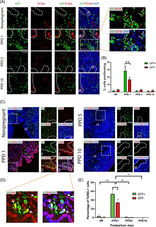 Proliferation and apoptosis of bone marrow-derived cells (BMDCs) in the postpartum period. A, Immunofluorescence of uterine tissue sections showing colocalization of GFP-positive BMDCs (green), with the proliferation marker PCNA (red) across nonpregnant and postpartum day (PPD) 1, 5, and 10. Sections were counterstained with DAPI (blue) for nuclear staining. The dashed white line indicates the border of the luminal epithelium (LE). Magnified images to the right have white arrows pointing to numerous proliferative (PCNA+) GFP+ BMDCs on PPD1. B, Quantitative summary of percentage of cells proliferating among GFP+ and GFP− cell populations across different time points. PPD1 (n = 5 animals); n = 4 in all other groups. *P < .01 vs all other groups; **P < .05. Images were obtained with 40× lens. Scale bar = 50 μm. C, Immunofluorescence of uterine tissue sections showing colocalization of GFP-positive BMDCs (green), with TUNEL apoptosis staining (red) across nonpregnant and postpartum day (PPD) 1, 5, and 10. Sections were counterstained with DAPI (blue) for nuclear staining. Smaller images on the right are a magnification of the respective white dashed square area on the left. The dashed white line indicates the border of the luminal epithelium (LE). White arrows point to GFP-positive BMDCs that are positive for TUNEL apoptosis marker. D, Magnified images of dashed white area from PPD1 have white arrows pointing to apoptotic (TUENL+) GFP+ BMDCs. E, Quantitative summary of percentage of apoptotic (TUNEL+) cells within GFP+ and GFP− cell populations across different time points. PPD1 (n = 5 animals); n = 4 in all other groups. *P < .05, **P < .01, ***P < .001. Images were obtained with 40× lens. Scale bar = 50 μm