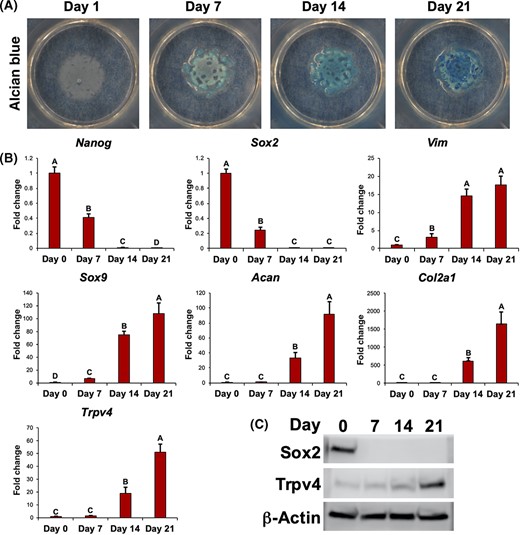 Trpv4 expression during chondrogenesis of induced pluripotent stem cells (iPSCs). A, Alcian blue staining of iPSCs undergoing chondrogenic differentiation over 21 days. B, Gene expression for pluripotency genes Nanog and Sox2, mesenchymal marker Vim, and chondrogenic markers Sox9, Acan, and Col2a1, and Trpv4. Mean ± SEM, n = 5 per group, groups not sharing the same letter are statistically different from one another (analysis of variance with Tukey's post hoc, P < .05). C, Western blots for SOX2 and TRPV4, as well as loading control β-actin