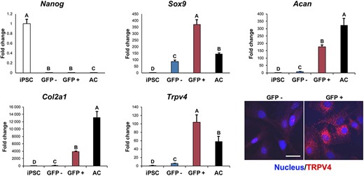 Trpv4 expression within chondrogenic cell population identified by Col2a1-GFP reporter. Induced pluripotent stem cells (iPSCs) underwent chondrogenesis for 15 days and were sorted into GFP+ and GFP− populations based on a Col2a1-GFP reporter before quantitative reverse transcription polymerase chain reaction (qRT-PCR) gene expression analysis for pluripotency gene Nanog, chondrogenic markers Sox9, Acan, and Col2a1, and Trpv4. Controls: undifferentiated iPSCs and isolated primary murine articular chondrocytes (AC). Mean ± SEM, n = 5, groups not sharing the same letter are statistically different from one another (analysis of variance with Tukey's post hoc, P < .05). Bottom right: GFP+ cells also showed positive immunolabeling for TRPV4 protein, while GFP− cells had little to no staining (nucleus stained with Hoechst 33342)