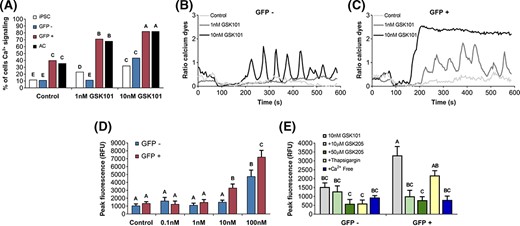TRPV4-mediated Ca2+ signaling. A, GFP-sorted induced pluripotent stem cell (iPSC)-derived chondroprogenitor cell response to TRPV4-mediated Ca2+ signaling with GSK1016790A (GSK101) treatment measured by confocal cell traces, as compared to undifferentiated iPSCs or primary murine articular chondrocytes (AC) (N = 3 experiments, n = 78-161 cell traces per group; groups not sharing the same letter are statistically different from one another by Chi-square test, P < .05). Representative Ca2+ traces in response to increasing concentrations of GSK101 in (B) GFP− and (C) GFP+ chondroprogenitor cells. D, Fluorometric imaging plate reader (FLIPR)-based assay dose-response of GFP− and GFP+ populations in response to GSK101 (n = 8). E, TRPV4-mediated Ca2+ signaling response to TRPV4-specific inhibitor GSK205, thapsigargin, and removal of Ca2+ from the extracellular medium (Ca2+ Free) as measured by FLIPR (n = 5). Mean ± SEM, groups not sharing the same letter are statistically different from one another by analysis of variance with Tukey's post hoc, P < .05