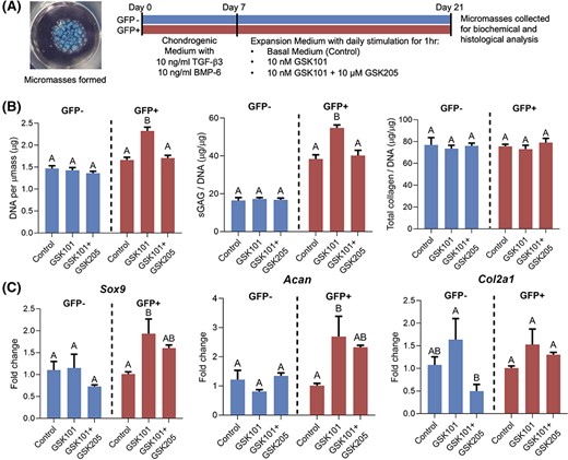 Cell proliferation, sulfated glycosaminoglycan (sGAG) production, and chondrogenic gene expression in induced pluripotent stem cell (iPSC)-derived chondroprogenitors after transient activation of TRPV4. A, GFP+ and GFP− cells were formed into micromasses and underwent chondrogenesis for 7 days before being treated with GSK1016790A (GSK101) or GSK101+GSK205 for 1 hour per day, in the absence of chondrogenic growth factors. B, Day 21 biochemical analysis for DNA, sGAG, and collagen content showed that activation of TRPV4 with GSK101 increased DNA content, sGAG/DNA ratio in GFP+ groups only. Total collagen/DNA was not affected. C, Quantitative reverse transcription polymerase chain reaction (qRT-PCR) at day 21 showed significantly increased Sox9 and Acan expression in GFP+ cells in response to GSK101 treatment compared to controls conditions. Col2a1 expression was not significantly altered in either cell population in response to TRPV4 activation. Mean ± SEM, n = 5-6 for qPCR, n = 5 for biochemical measurements, groups not sharing the same letter are statistically different from one another (analysis of variance with Tukey's post hoc, P < .05)