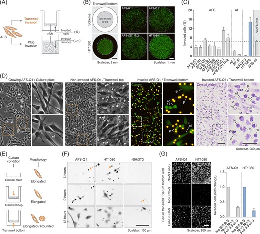 Human amniotic fluid stem cells (hAFSCs) display high invasive capacity and heterogenous cell morphology in the transwell invasion assay. A, Illustration of the two different types of invasion assays used in this study including the measured parameters. Data in B-G show results obtained with the transwell invasion assay. rBM, reconstituted basement membrane. B, Representative calcein stainings of invaded hAFSCs on the transwell bottom membrane after 22 hours of incubation. The scheme indicates the invasion area in relation to the total area of the transwell membrane which was quantified as a whole to obtain the percentage of invaded cells. HT1080 cells were co-analyzed as a positive control. C, Transwell invasion assay of all eight hAFSC lines (AFS) and two human amniotic fluid cell samples (AF). Poorly invasive NIH/3T3 cells and highly invasive HT1080 cells were co-analyzed as controls. “AFS-all” represents the average of all values obtained for the hAFSC lines shown. D, Morphological comparison of AFS-Q1 grown on a standard cell culture plate (panel 1) and as noninvaded and invaded cells in the transwell invasion assay after 22 hours of incubation (panels 2-4). Invaded cells on the transwell bottom membrane were detected upon calcein staining of living cells (panel 3) or upon crystal violet staining of fixed cells (panel 4). The side panels represent a magnification of the corresponding image sections marked with a rectangle. el, elongated; p, pore; ro, rounded. E, Illustration summarizing the observed morphological phenotypes in D. F, Transwell invasion assay of AFS-Q1 after 6, 9 and 12 hours of incubation. Representative pictures of calcein-labeled cells are shown. HT1080 and NIH/3T3 cells were co-analyzed for comparison. Grey arrows, pores filled with migrating cells; yellow arrows, cells migrating out of the pore onto the transwell bottom membrane. G, Transwell invasion assay of AFS-Q1 upon modification of the serum gradient at 22 hours of incubation. No serum (No-S) in the transwell and full serum (Full-S) (complete growth medium) in the bottom well represents the standard condition used in this study to which results were related. HT1080 cells were co-analyzed for comparison