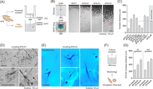 Human amniotic fluid stem cells (hAFSCs) migrating in 3D show mixed morphology of elongated and rounded cells. (A) Illustration of the two different types of invasion assays used in this study including the measured parameters. Data in B-G show results obtained with the plug (vertical gel) invasion assay. rBM, reconstituted basement membrane. B, Representative pictures of hAFSCs invading the rBM plug at 72 hours of incubation. The scheme illustrates the basic assay principle, the toluidine blue staining of non-invasive MCF7 cells co-analyzed as negative control shows the reconstituted basement membrane (rBM) plug as a whole at harvest. The area between the two dotted lines in the plug sections marks the invasion area used for quantification of the invasion distance. C, Plug invasion assay of all eight hAFSC lines. “AFS-all” represents the average of all values obtained for the hAFSC lines shown. D,E, Close-up view of AFS-H1 (D) and AFS-Q1 (E) invading the rBM plug at 72 hours of incubation. The bottom panels in D represent a magnification of the corresponding image sections marked with a rectangle. el, elongated; ro, rounded. F, Illustration summarizing the observed morphological phenotypes in D and E. G, Plug invasion assay of AFS-Q1 upon modification of the growth factor gradient at 24, 48, and 72 hours of incubation. The w/gradient condition represents the standard condition used in this study