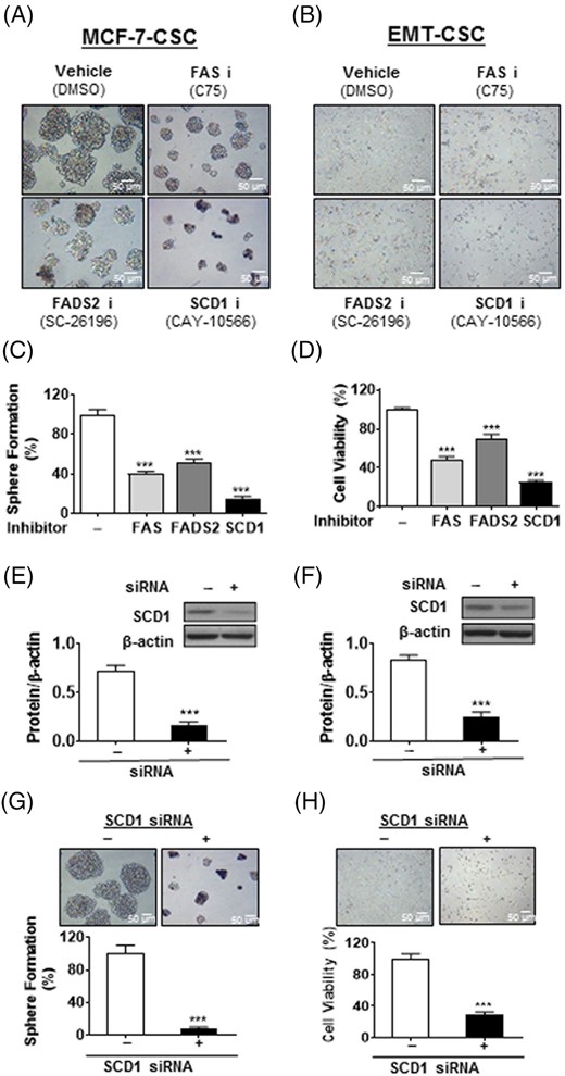 Increased lipogenesis is critical for self-renewal and growth of breast cancer stem cells. A,B, Representative cell morphology of MCF-7-CSC (A) and EMT-CSC (B) were shown the inhibition of cell growth following the indicated treatments for 48 hours. C, Quantitation of sphere formation in (A). D, Quantitation of cell viability in (B). E,F, Representative image of immunoblotting and relative densiometric bar graphs of SCD1 expression in MCF-7-CSC (E) and EMT-CSC (F). G,H, Decreased cell viability was observed in MCF-7-CSC (G) and EMT-CSC (H) after the treatment of SCD1-specific siRNA. ***P < .001 vs vehicle-treated control cells. All the experiments were repeated at least three times. CSC, cancer stem cells; EMT, epithelial-mesenchymal transition; siRNA, small interfering RNA
