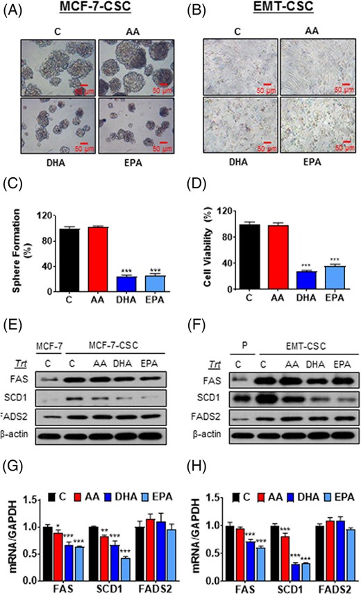 n-3 PUFA suppress the growth of breast cancer stem cells by blocking lipid metabolism in vitro. A,B, Representative cell morphology of MCF-7-CSC (A) and EMT-CSC (B) treated with 20 μM of indicated fatty acids for 48 hours. C, Quantitation of sphere formation in (A). D, Quantitation of cell viability in (B). E,F, Representative Western blot for protein expressions of the lipogenic enzymes in MCF-7-CSC (E) and EMT-CSC (F) treated with indicated fatty acids. G,H, mRNA expressions of the lipogenic enzymes in MCF-7-CSC (G) and EMT-CSC (H) after the treatment of indicated fatty acids. *P < .05; **P < .01; ***P < .001 vs either vehicle-treated control cells or their corresponding parental cells. All the experiments were repeated at least three times. CSC, cancer stem cells; EMT, epithelial-mesenchymal transition; PUFA, polyunsaturated fatty acids