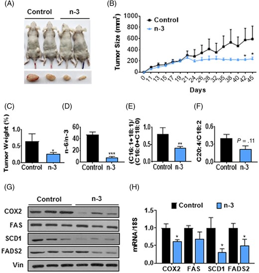n-3 PUFA inhibit tumor growth of breast cancer stem cells in xenograft mouse model. A, Representative image of tumor-bearing mice. Prior to implanting 1.5 × 107 of MCF-7-CSC to nude mice, these mice were orally gavaged by either fish oil (n-3 PUFA) or corn oil (control) for a month and continued giving oils until the end of the experiment. B, Tumor growth of the nude mice in each group. C, Relative tumor weight by body weight. D, The ratio of n-6/n-3 PUFA. E, The ratio of MUFA (C16:1 + C18:1)/SFA (C16:0 + C18:0). F, The ratio of C20:4/C18:2. G,H, Protein levels (G) and mRNA levels (H) of SCD1, FAS, FADS2, and COX2 between control and n-3 PUFA groups. n = 3 to 4. *P < .05; **P < .01; ***P < .001 vs control. MUFA, monounsaturated fatty acids; PUFA, polyunsaturated fatty acids; SFA, saturated fatty acids