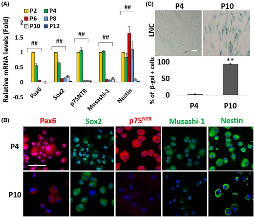 Progressive loss of nuclear Pax6 neural crest progenitor status in LNC after serial passage is accompanied by senescence
