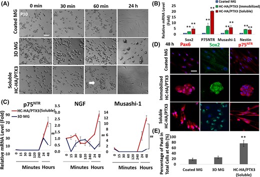 Soluble HC-HA/PTX3 also promotes early cell aggregation and nuclear Pax6+ NC progenitors in P10 LNC